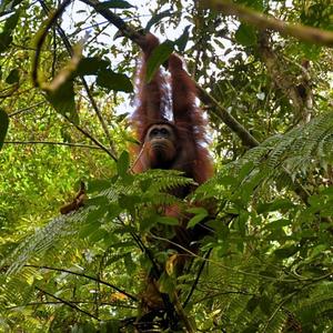 Six Orangutans Set Free: A Journey Back to the Wild