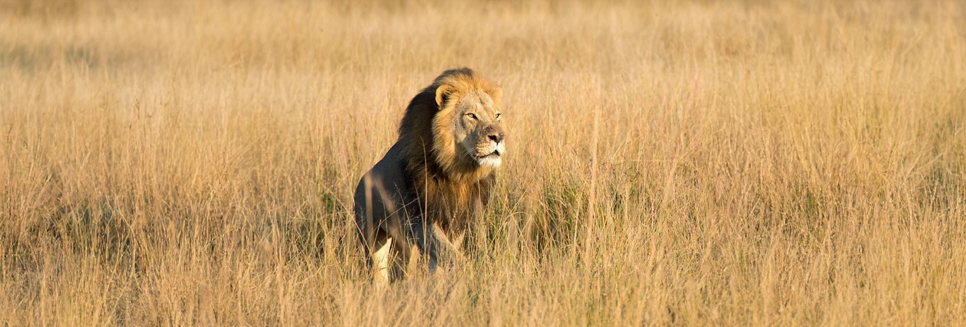 Xanda, Son Of Cecil The Lion, Shot Dead By Trophy Hunter