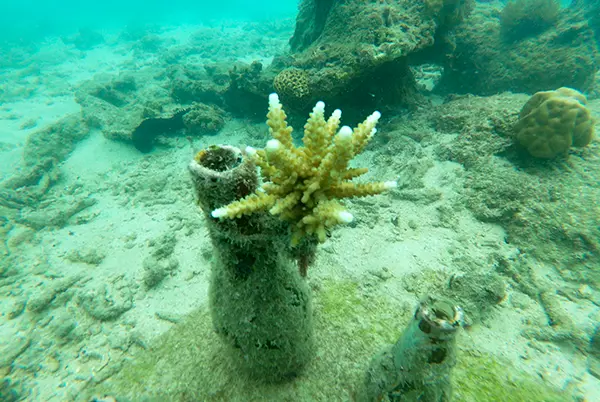 A Coral Nursery at the Perhentian Islands Marine Project