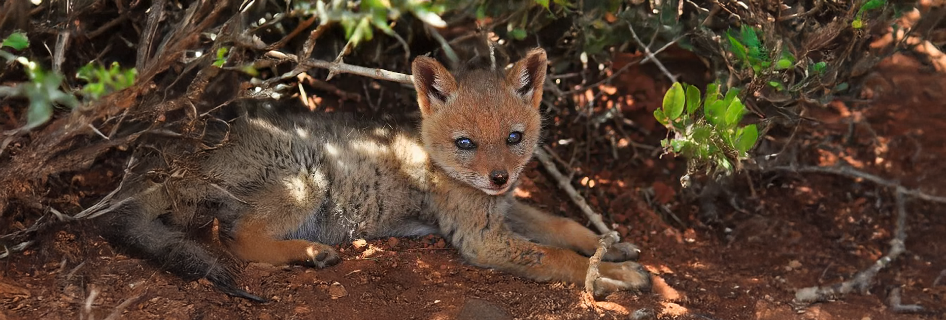 Project Update – What Will The Volunteers At The Wildlife Orphanage Be Up To This Summer?