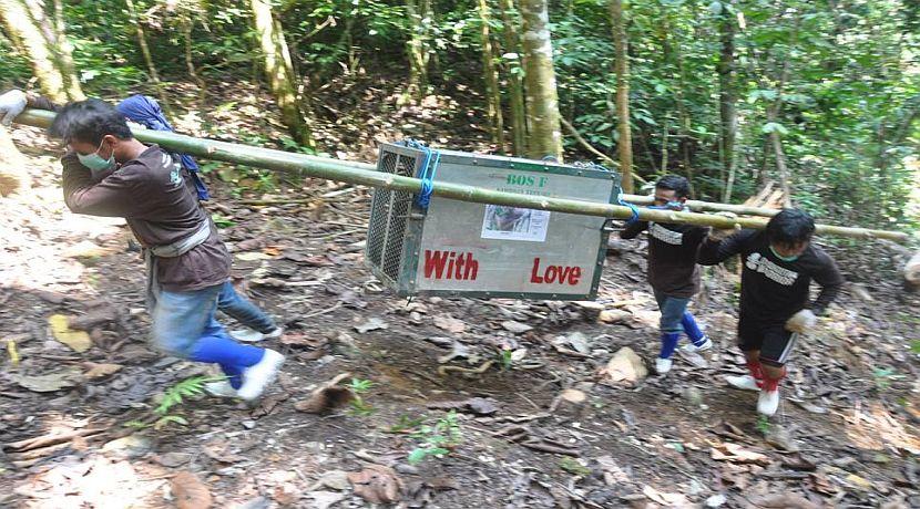 Samboja Lestari Orangutan Release - The Update!