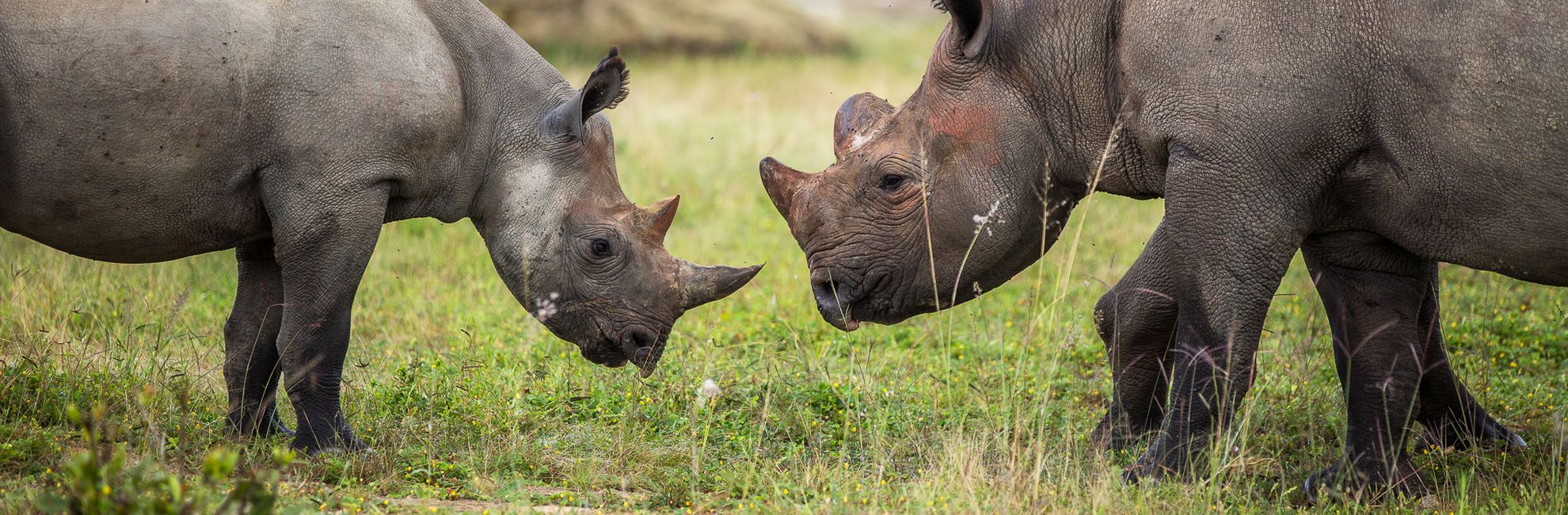 Rhino Conservation