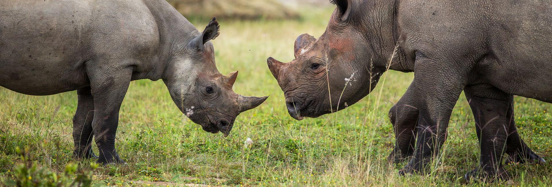 Rhino Conservation