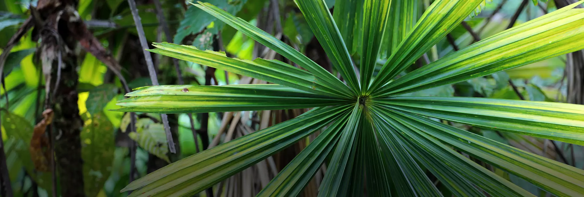 Matang Moments: What’s Been Happening at The Great Orangutan Project