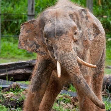 Learn More About Borneo's Pygmy Elephants!