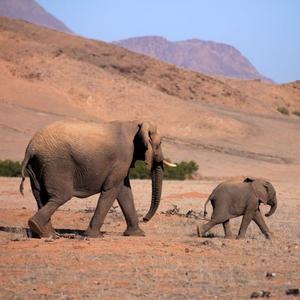 Desert Elephants in Namibia