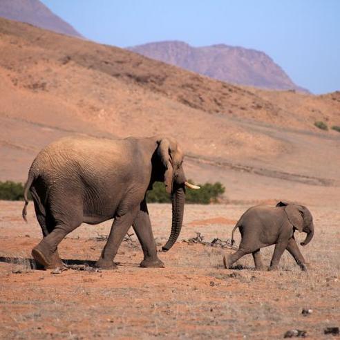 Desert Elephants in Namibia