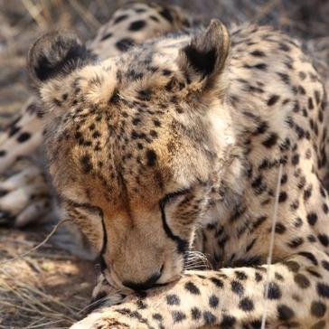 Footprint Identification Technique - The Future Of Monitoring Wildlife? 