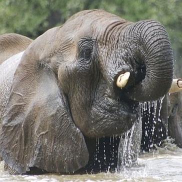 Our Top 5 Elephant Facts