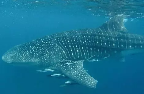 Whale Shark off Mafia Island