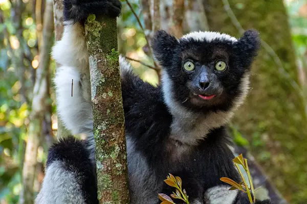 Indri Lemur During Habituation