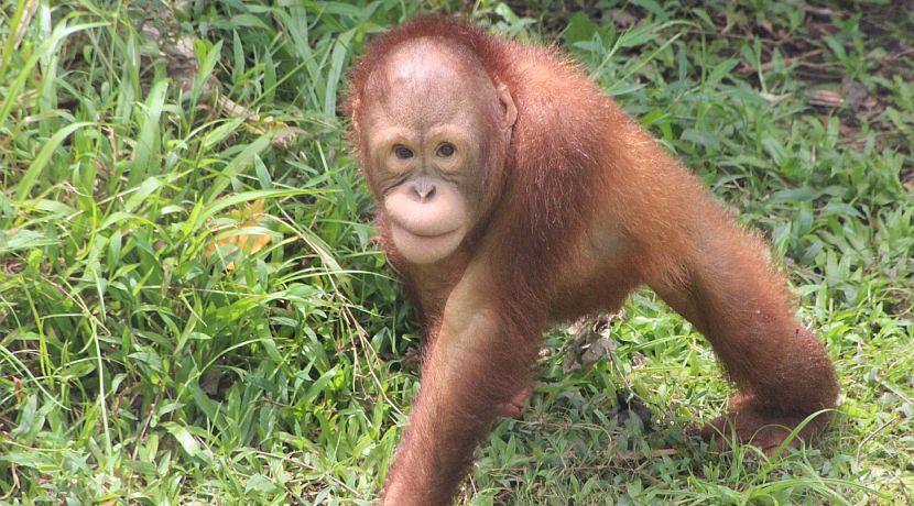 Ting San and Ali Out by the Orangutan Sanctuary