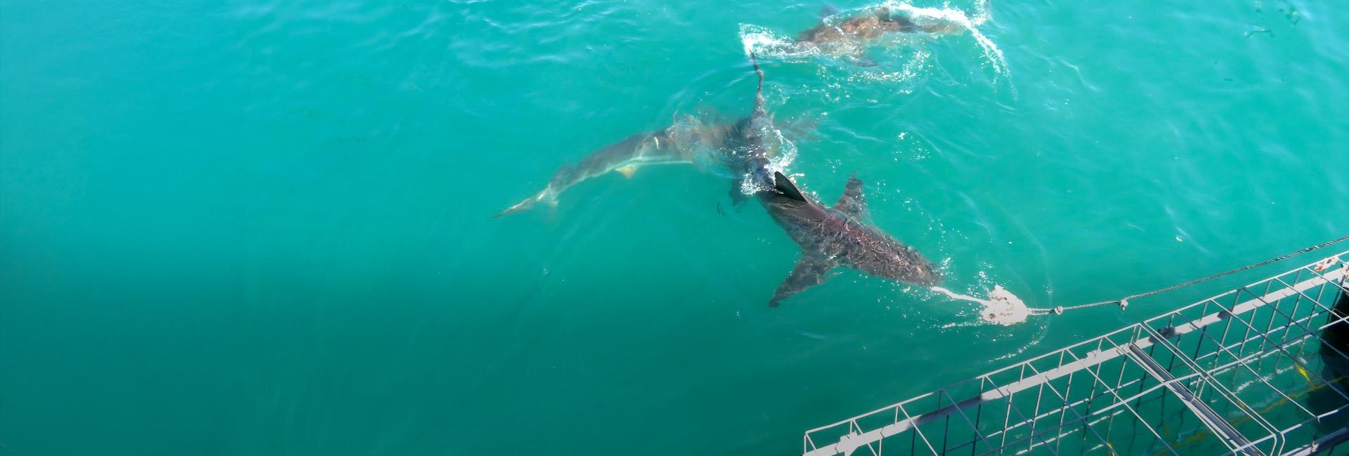 Shark Encounters, Whale Wonders, & Volunteer Adventures on The Great White Shark Project