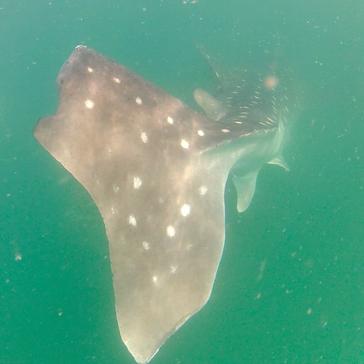 An Update From Mafia Island - The In Country Team Look At The Problems Facing Whale Sharks
