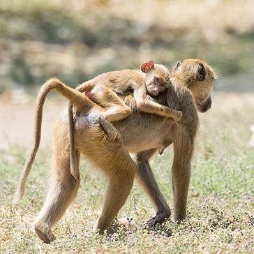 Thunder's Story - Lilongwe Wildlife Centre