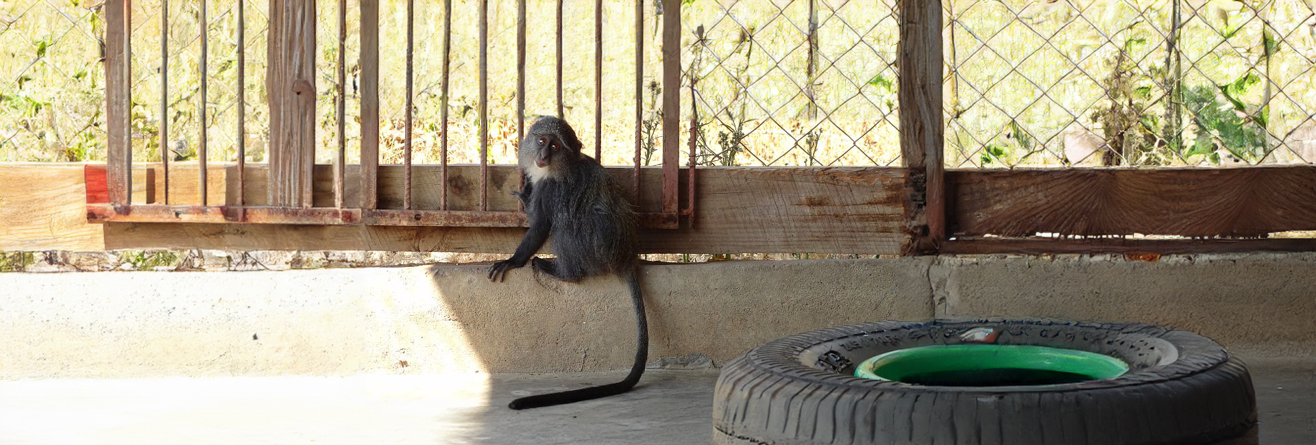 More Great News From Lilongwe, Including A Mischievous Monkey And Three Jackals!