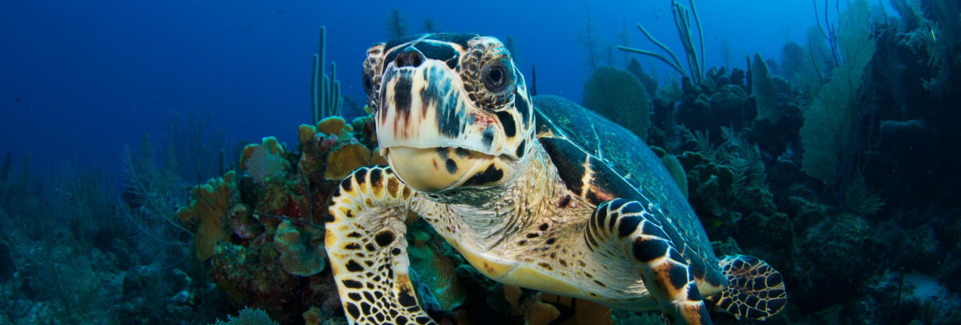 World Turtle Day - 129 Species At Risk Of Extinction