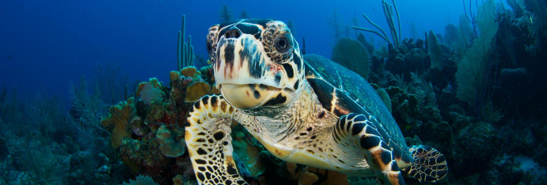 World Turtle Day - 129 Species At Risk Of Extinction