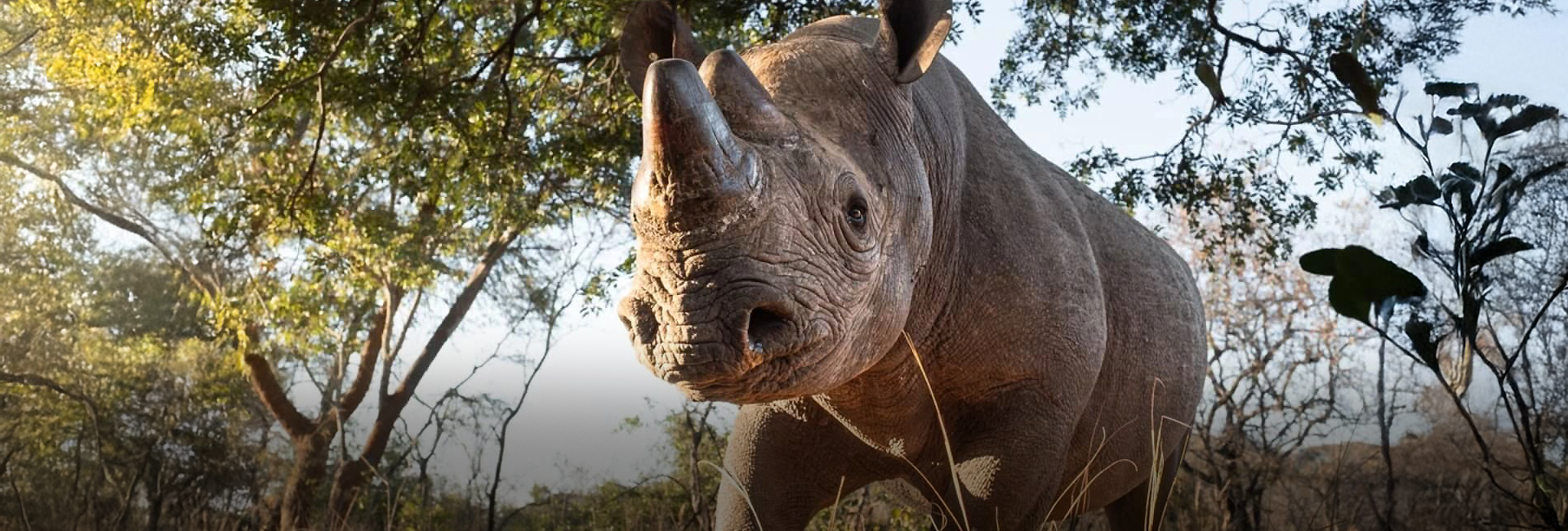 A Dark Day for the Rhino & Elephant Conservation Project
