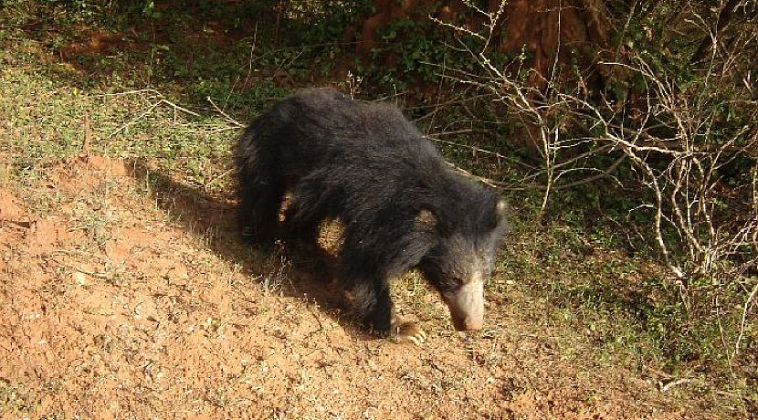 Excellent News from Wildlife SOS