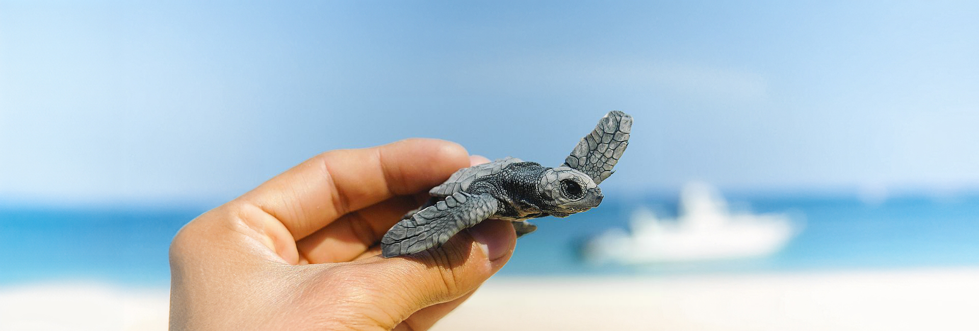 Turtle Season In Costa Rica - Why Now Is A Vital Time To Volunteer