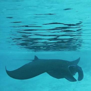 What Did Lena Have To Say About Her Time On The Raja Ampat Diving Project?