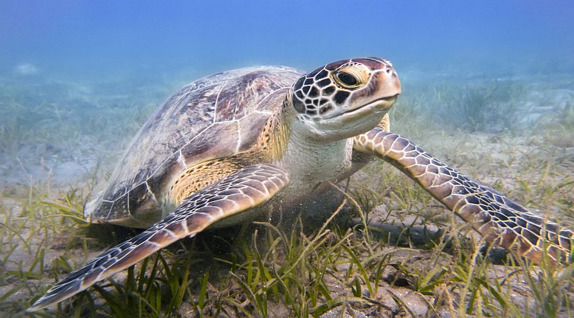 World Turtle Day 2016!