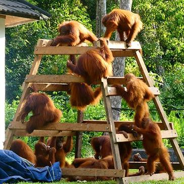 The Nyaru Menteng Honey Dipper Project!