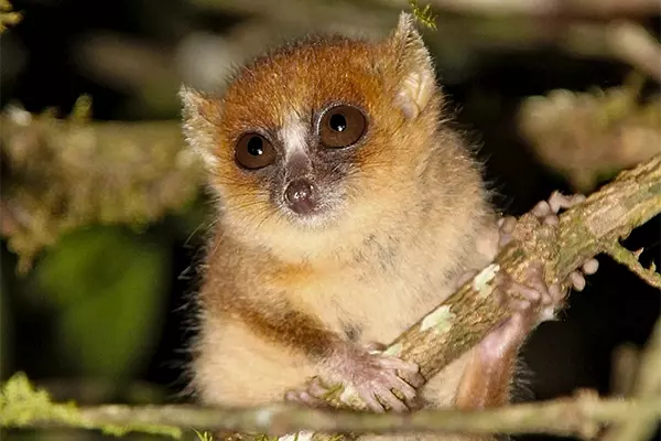 Mouse Lemur During Night Trek