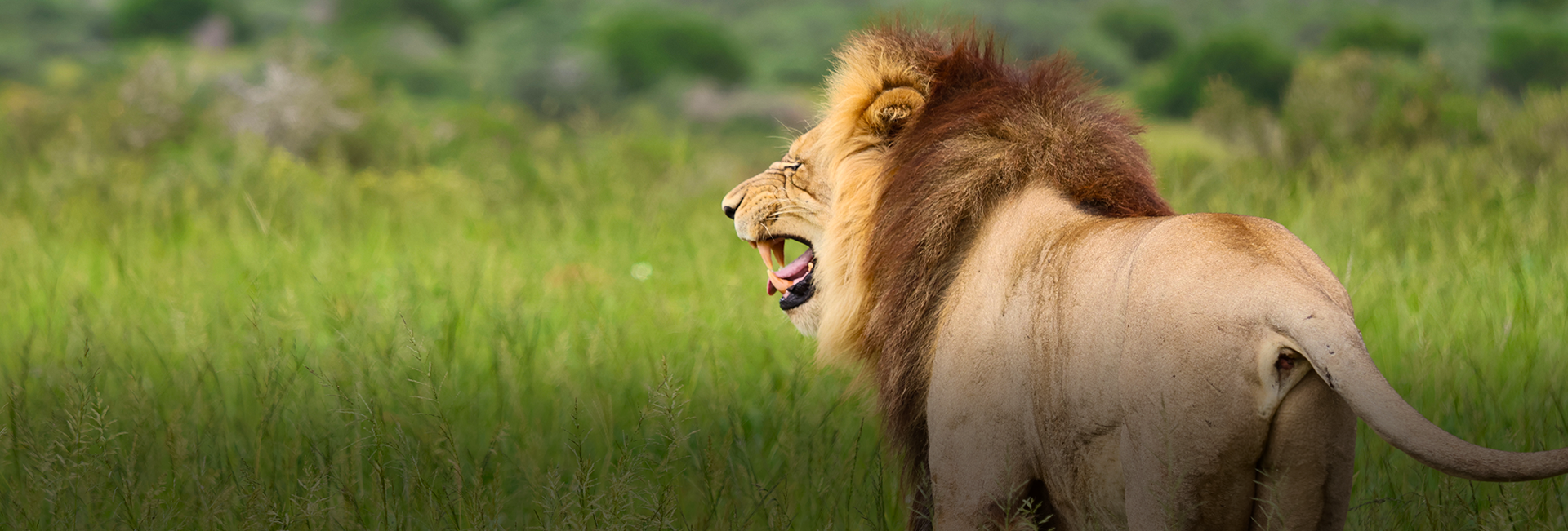 Shamwari Game Reserve Volunteering Review: An Experience We’ll Never Forget