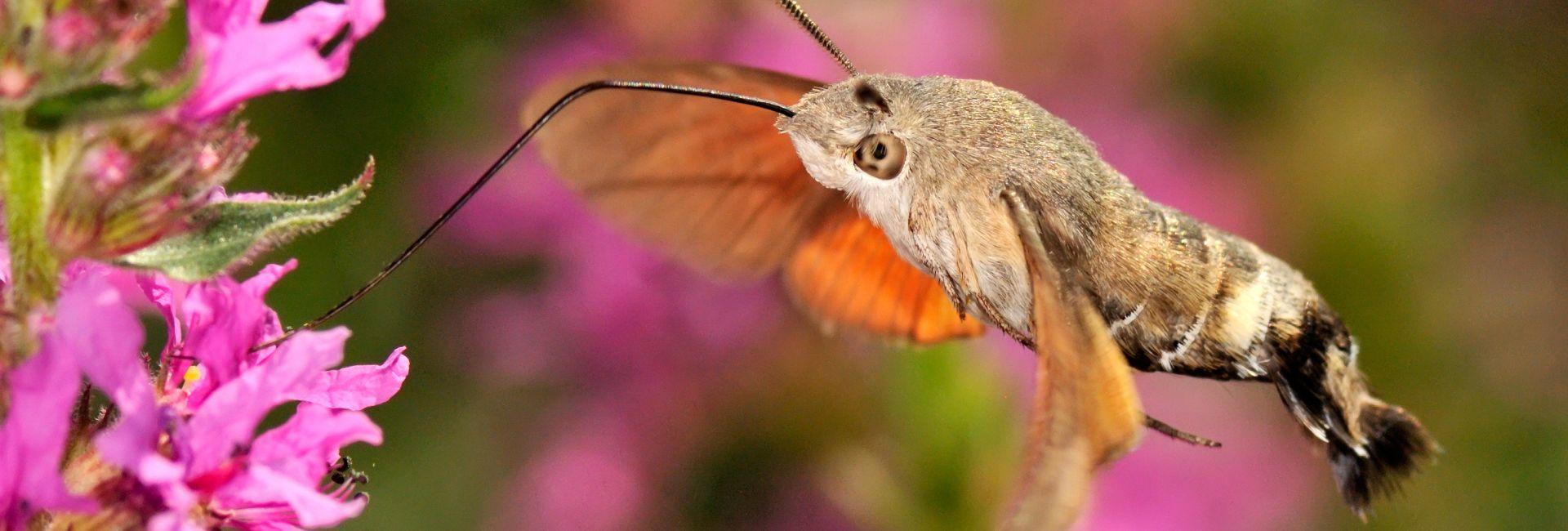National Wildlife Week 2017!