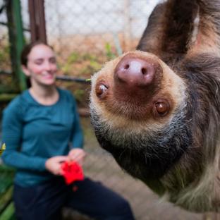 Best Wildlife Sanctuary Volunteer Projects to Join in 2026