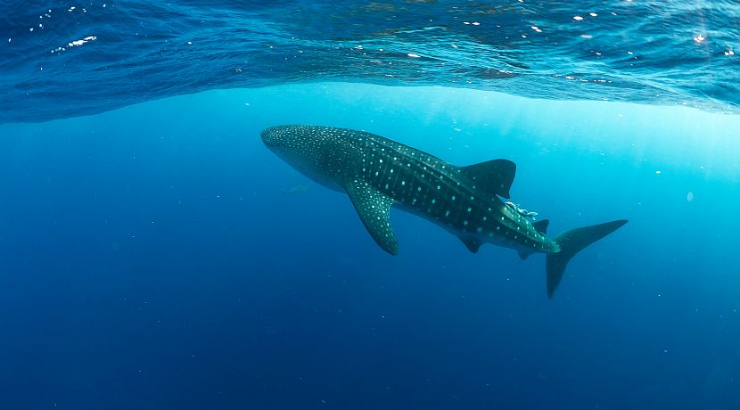 Happy International Whale Shark Day