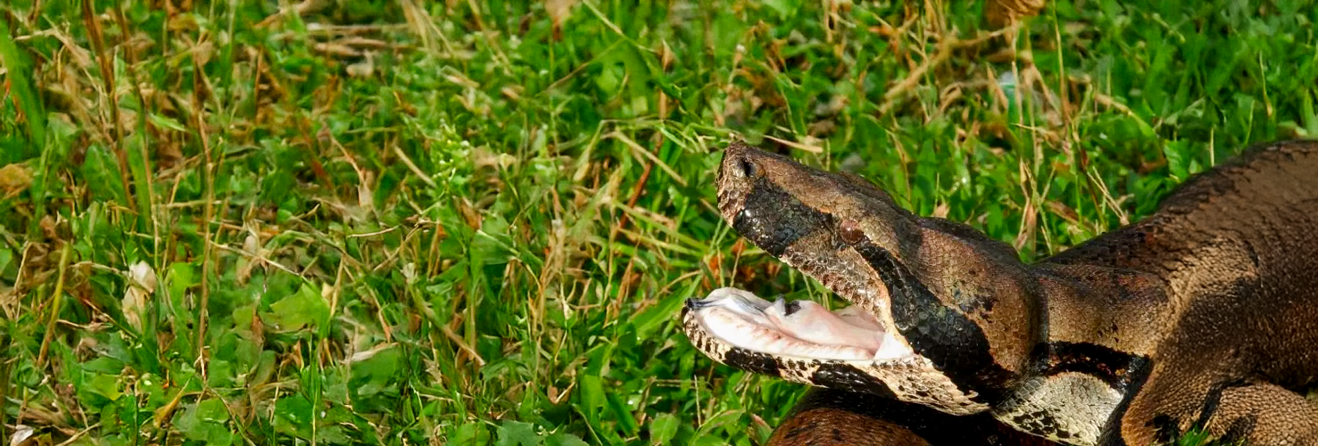 Huge Boa Constrictor Sighting In The Amazon!