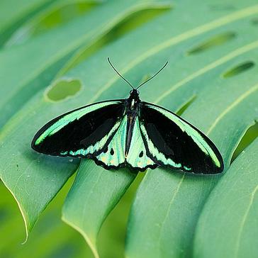 Awesome Australia - Witness Some Of The Most Varied Wildlife On Earth!