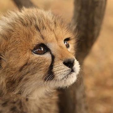 The Namibia Wildlife Sanctuary