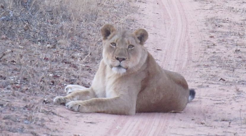 2 Lionesses Try To Break In To The White Lion Project In South Africa! 