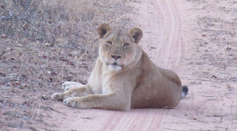 2 Lionesses Try To Break In To The White Lion Project In South Africa!