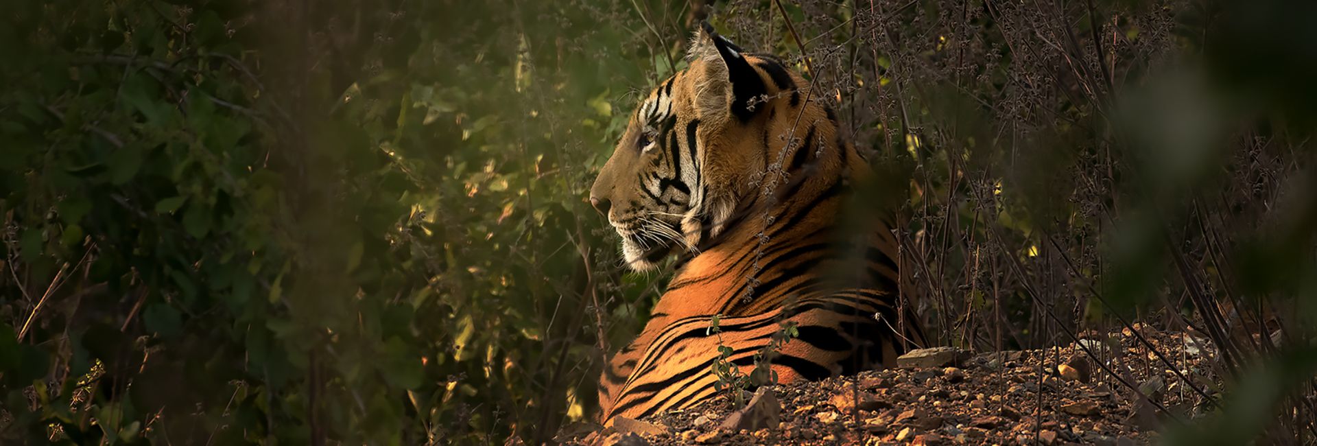 A Journey through Tiger Conservation on International Tiger Day 2024