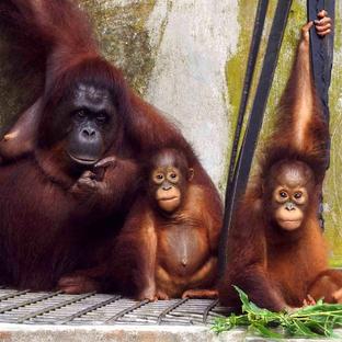 Nyaru Menteng's Orangutan Super Mother - Du!