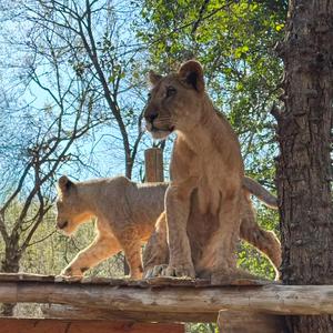 Saving Little Guy and Imara: A Lion Rescue Story That Began with a TikTok Video