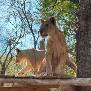 Saving Little Guy and Imara: A Lion Rescue Story That Began with a TikTok Video