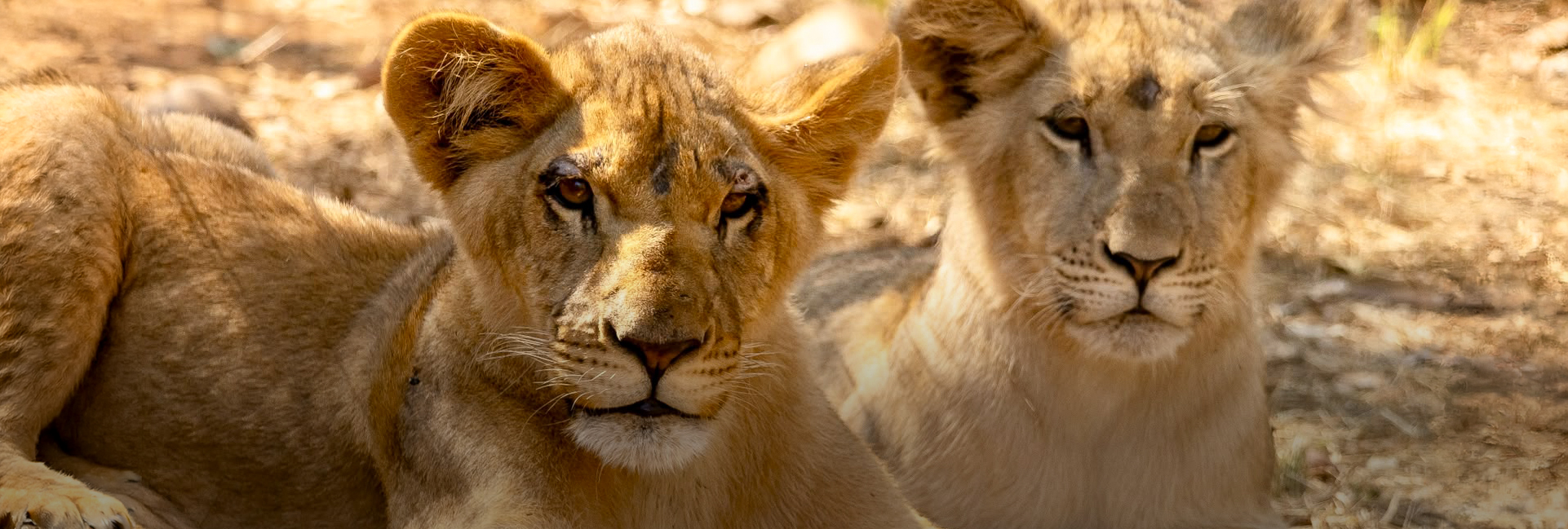 Saving Little Guy and Imara: A Lion Rescue Story That Began with a TikTok Video