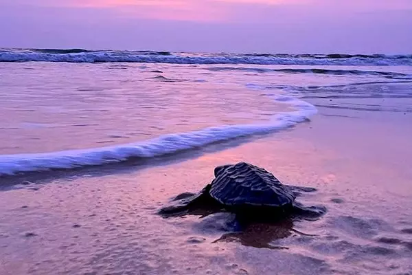 Turtle Release