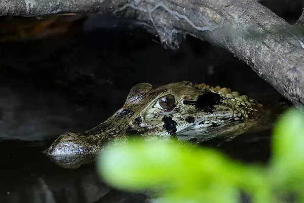 Caiman Watch