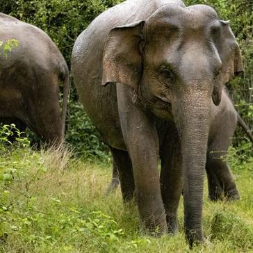 The Impact Of The Great Elephant Project On Human-Elephant Conflict In Sri Lanka
