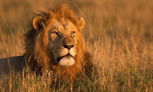 Wildlife