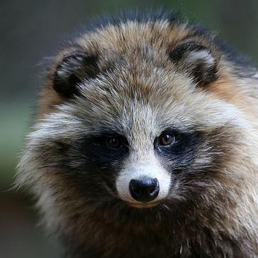 Fall In Love With The Raccoon Dog On Valentines Day!