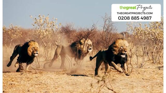 Volunteer With Big Cats