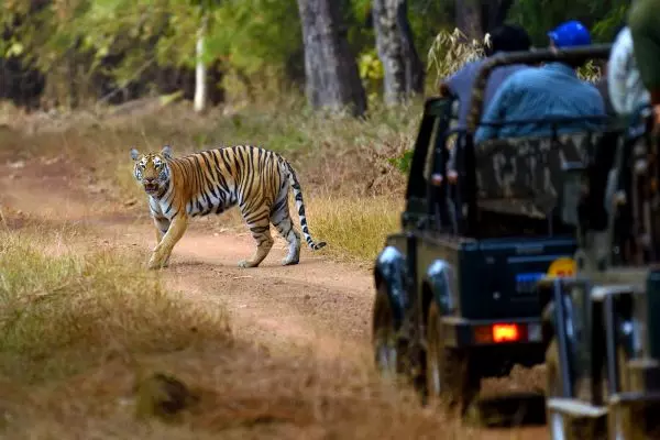 Tiger Safari in Kanha National Park